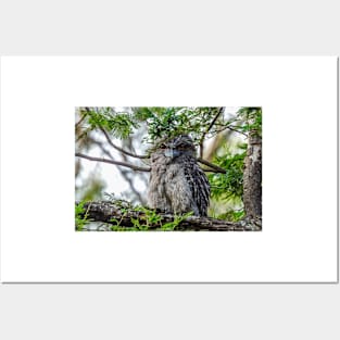 Tawny Frogmouth giving me that stare Posters and Art